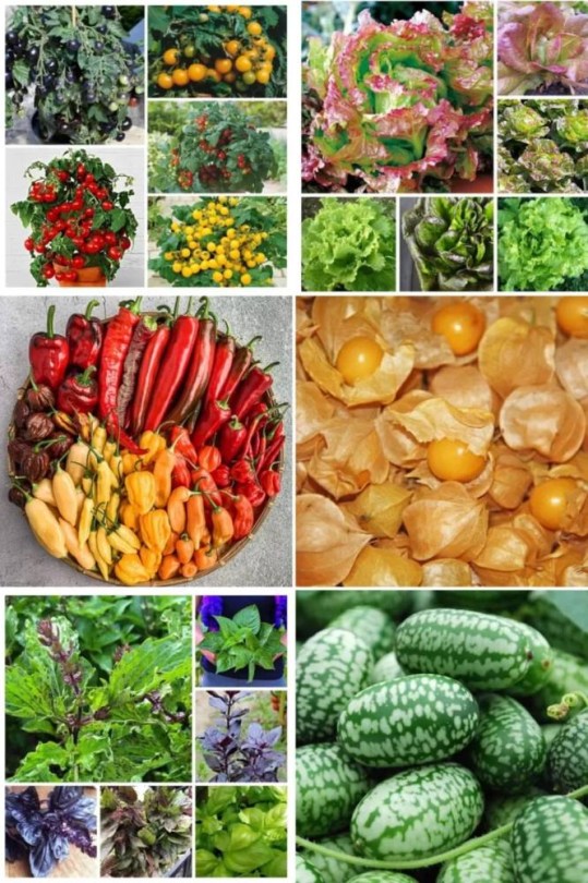Ehető Erkély válogatáscsomag, , vetőmag, akció, kedvezmény